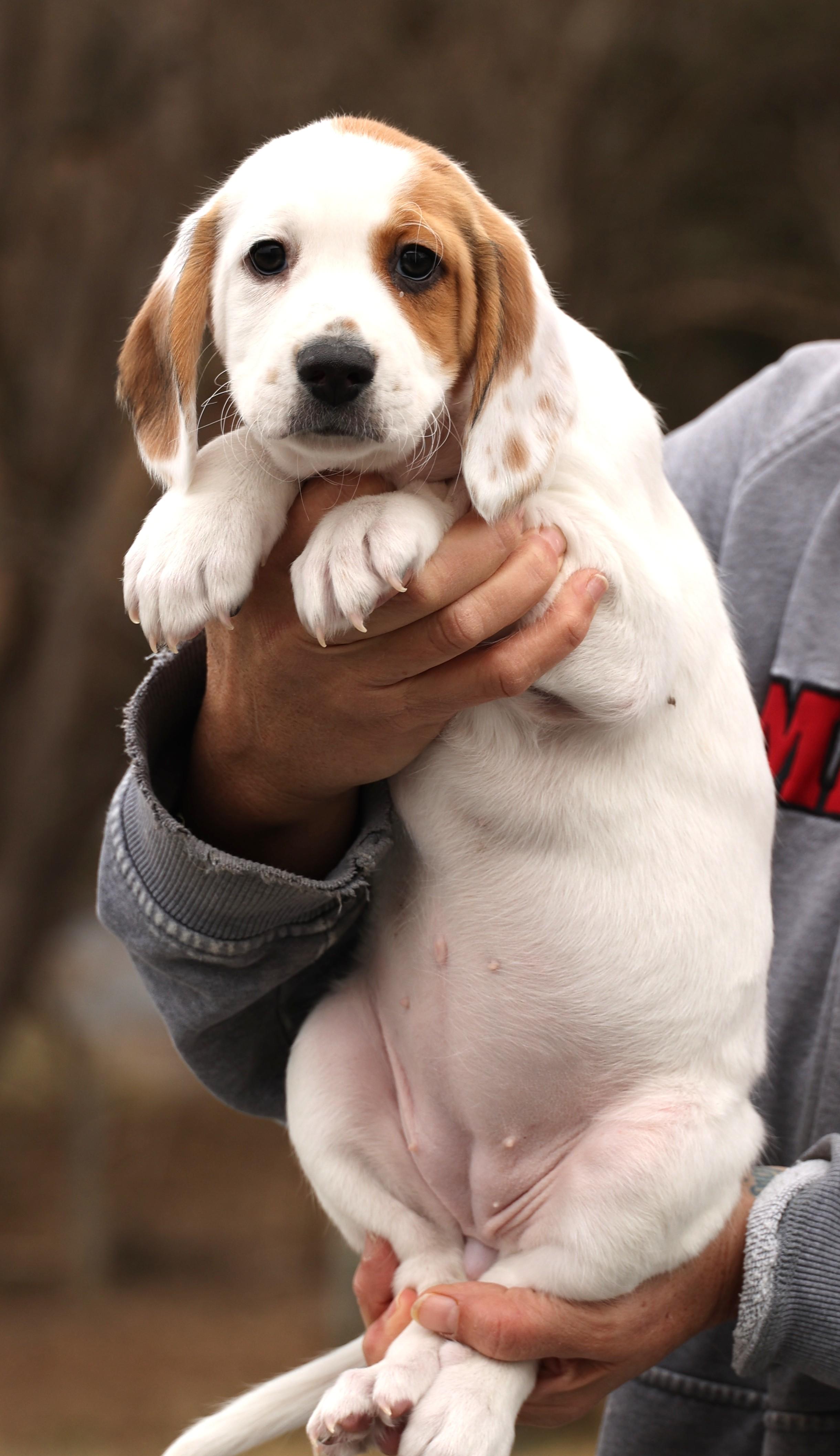 Talia-Available 12/14@Petsmart! www.lhar.dog to apply! , an adoptable mixed breed in Frederick, MD image 3/4