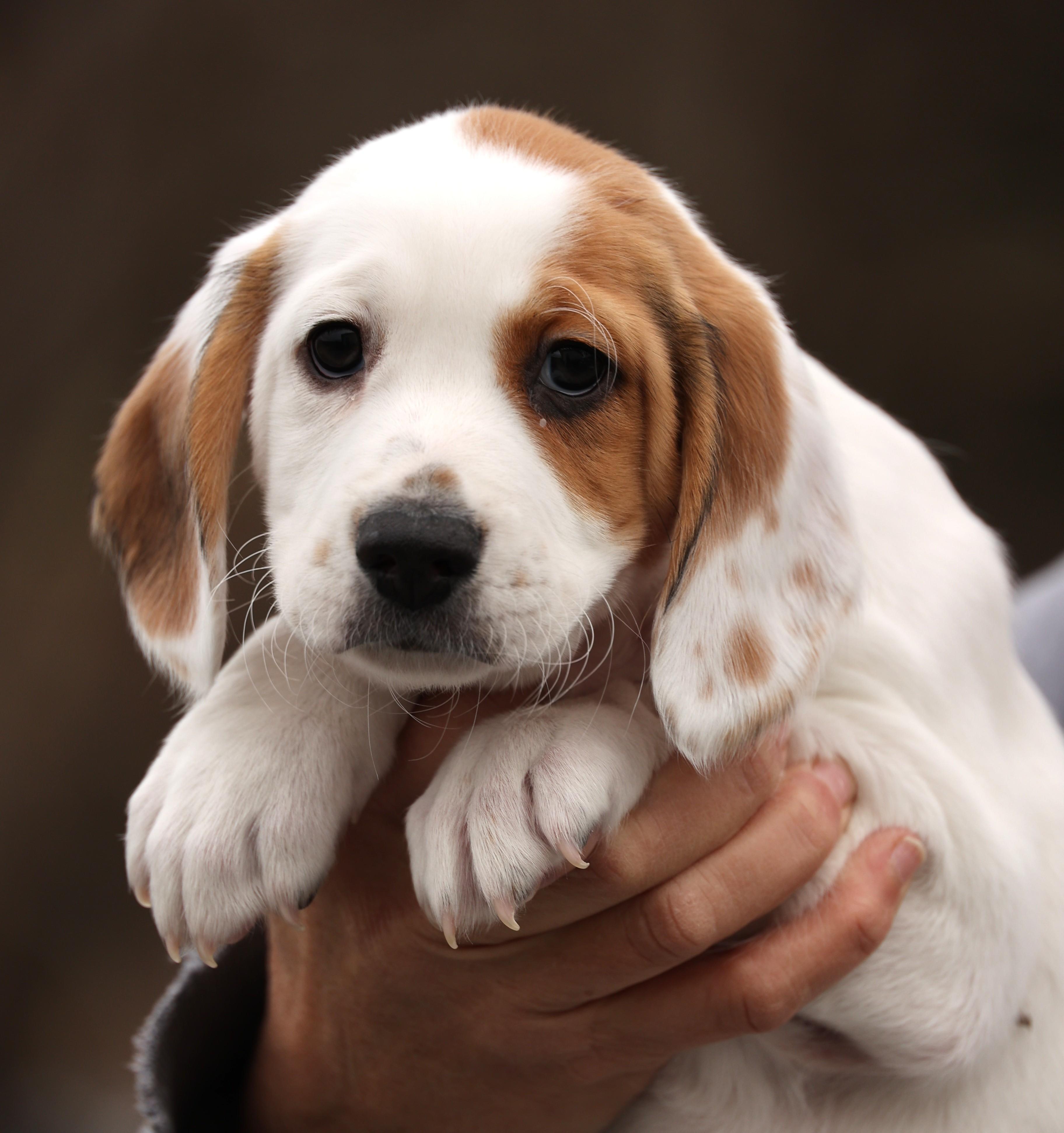 Talia-Available 12/14@Petsmart! www.lhar.dog to apply! , an adoptable mixed breed in Frederick, MD image 4/4