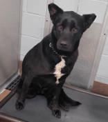 Baba, a ADOPTABLE mixed breed in Commerce, TX image 3/4