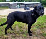 Baba, a ADOPTABLE mixed breed in Commerce, TX image 2/4