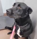 Baba, ADOPTABLE, Adult Male Black Labrador Retriever.
