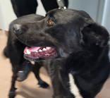 Baba, a ADOPTABLE mixed breed in Commerce, TX image 4/4