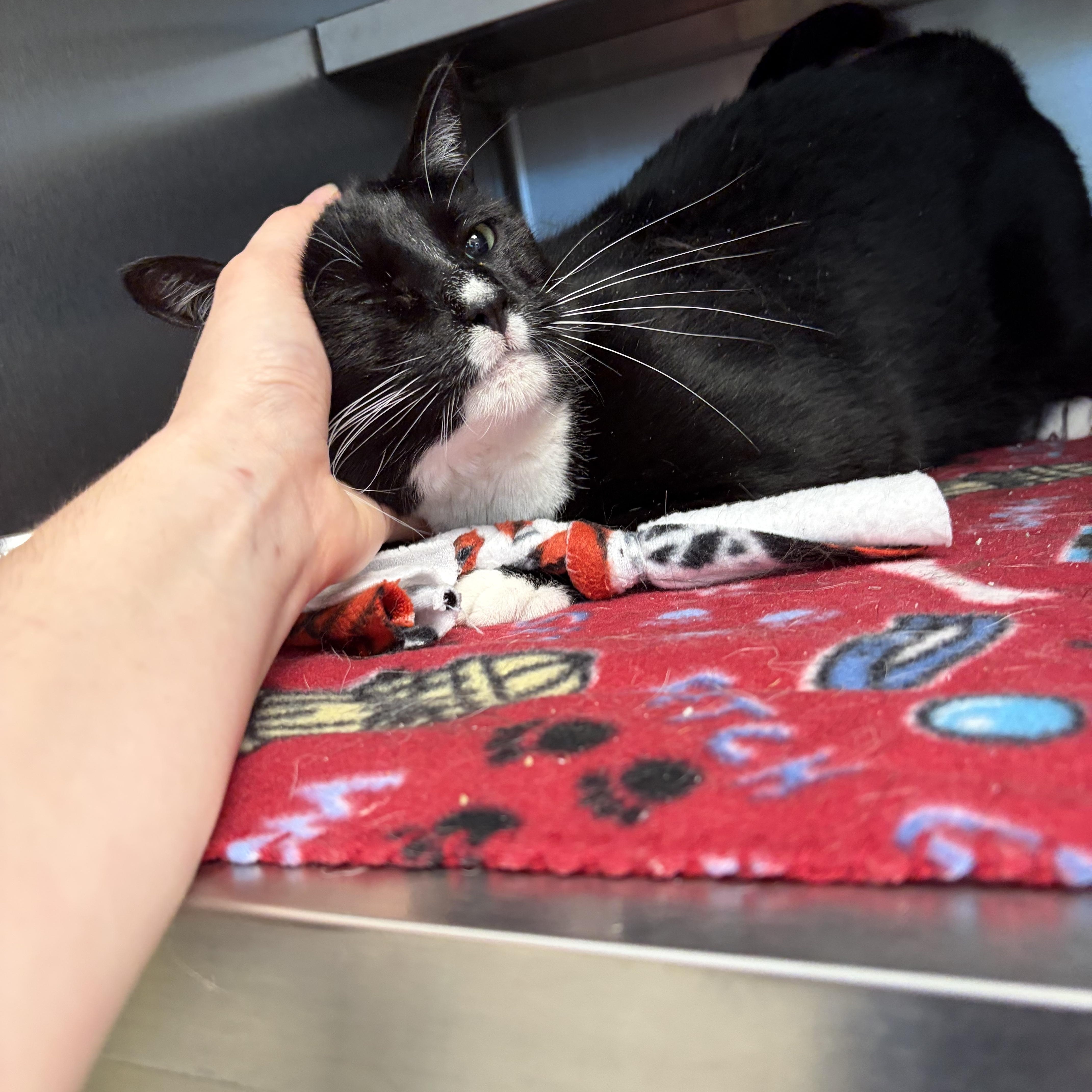 Stella, an adoptable Domestic Short Hair in Liberty, MO image 6/6