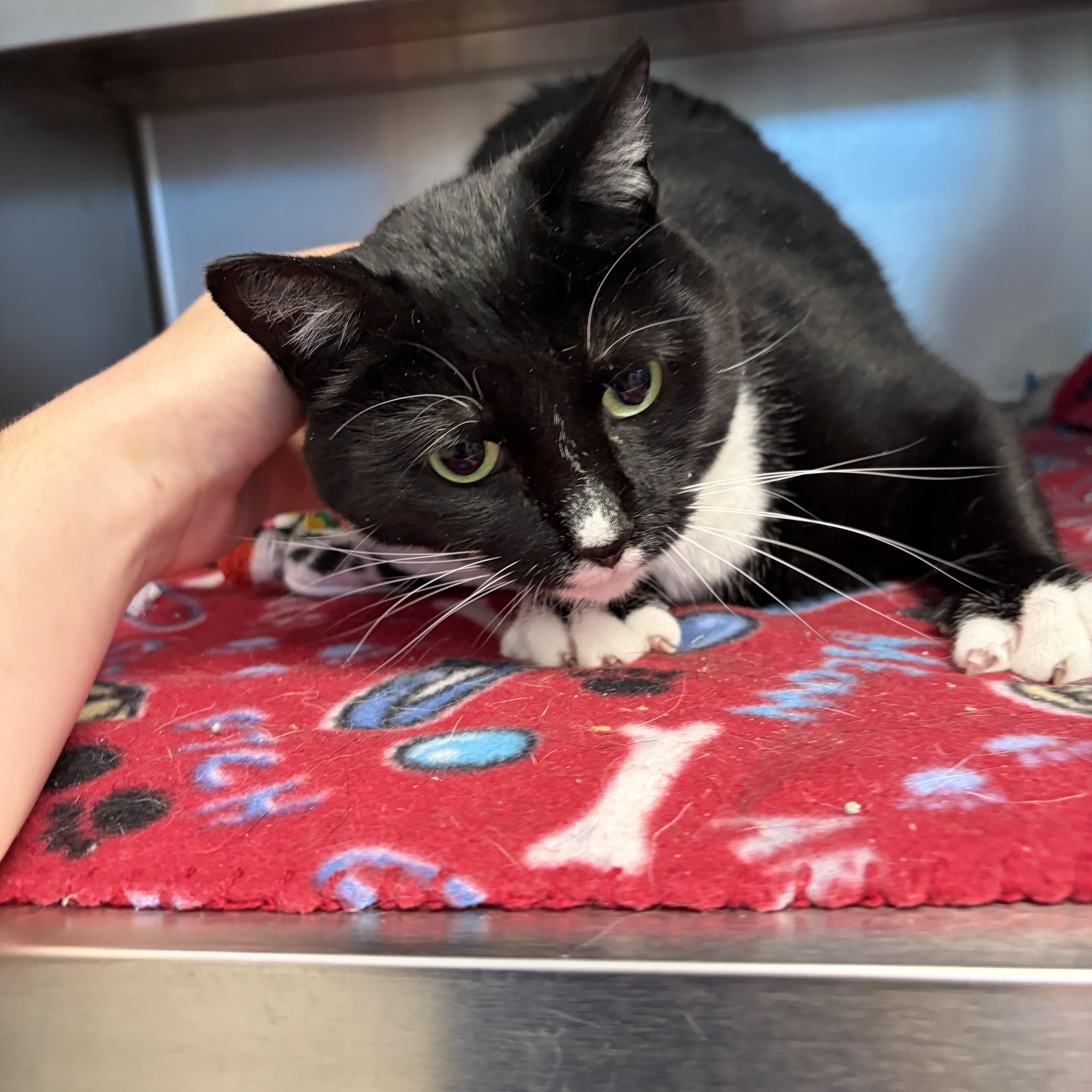 Stella, an adoptable Domestic Short Hair in Liberty, MO image 3/6