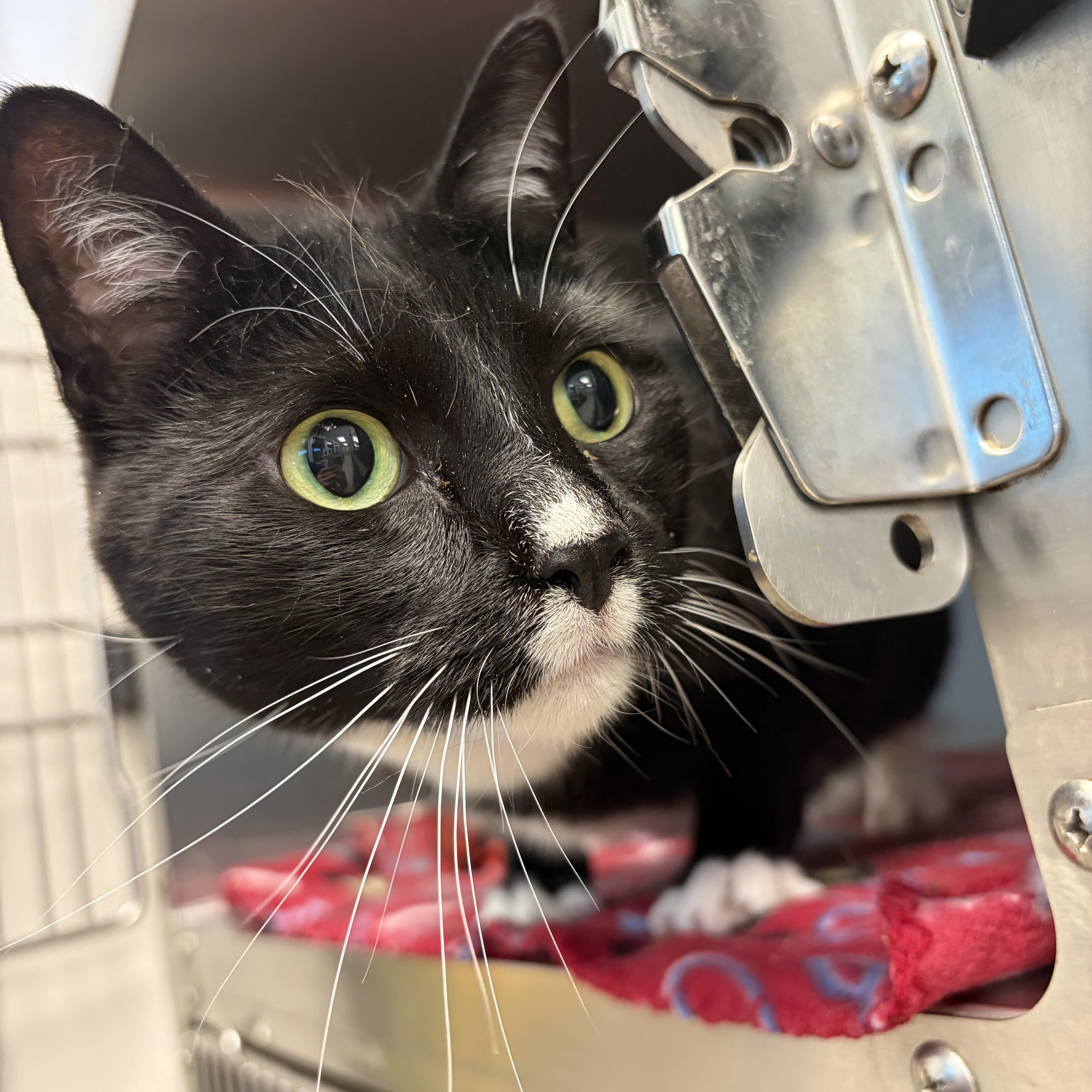 Stella, an adoptable Domestic Short Hair in Liberty, MO image 5/6