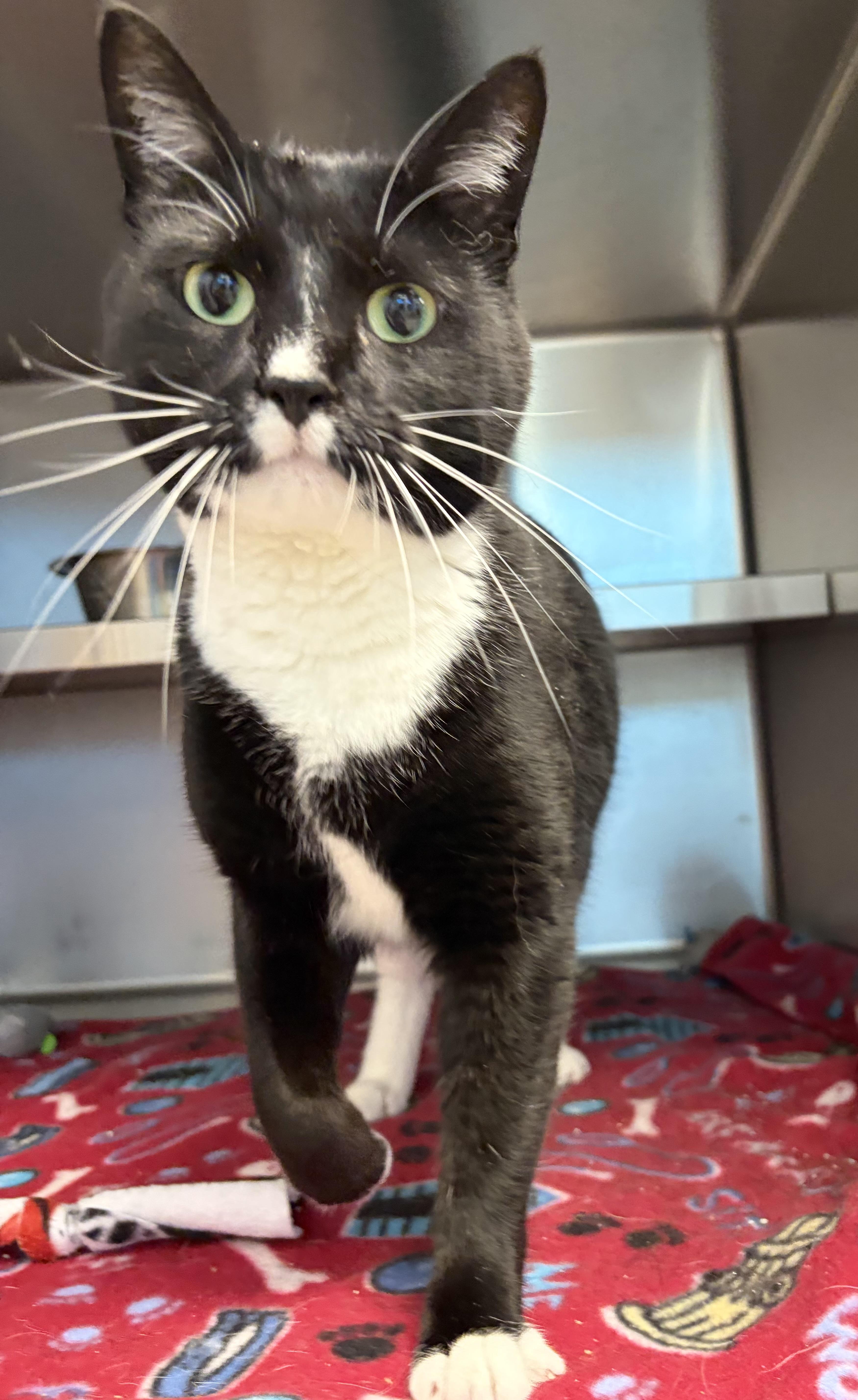Stella, adoptable, Adult Female Domestic Short Hair.