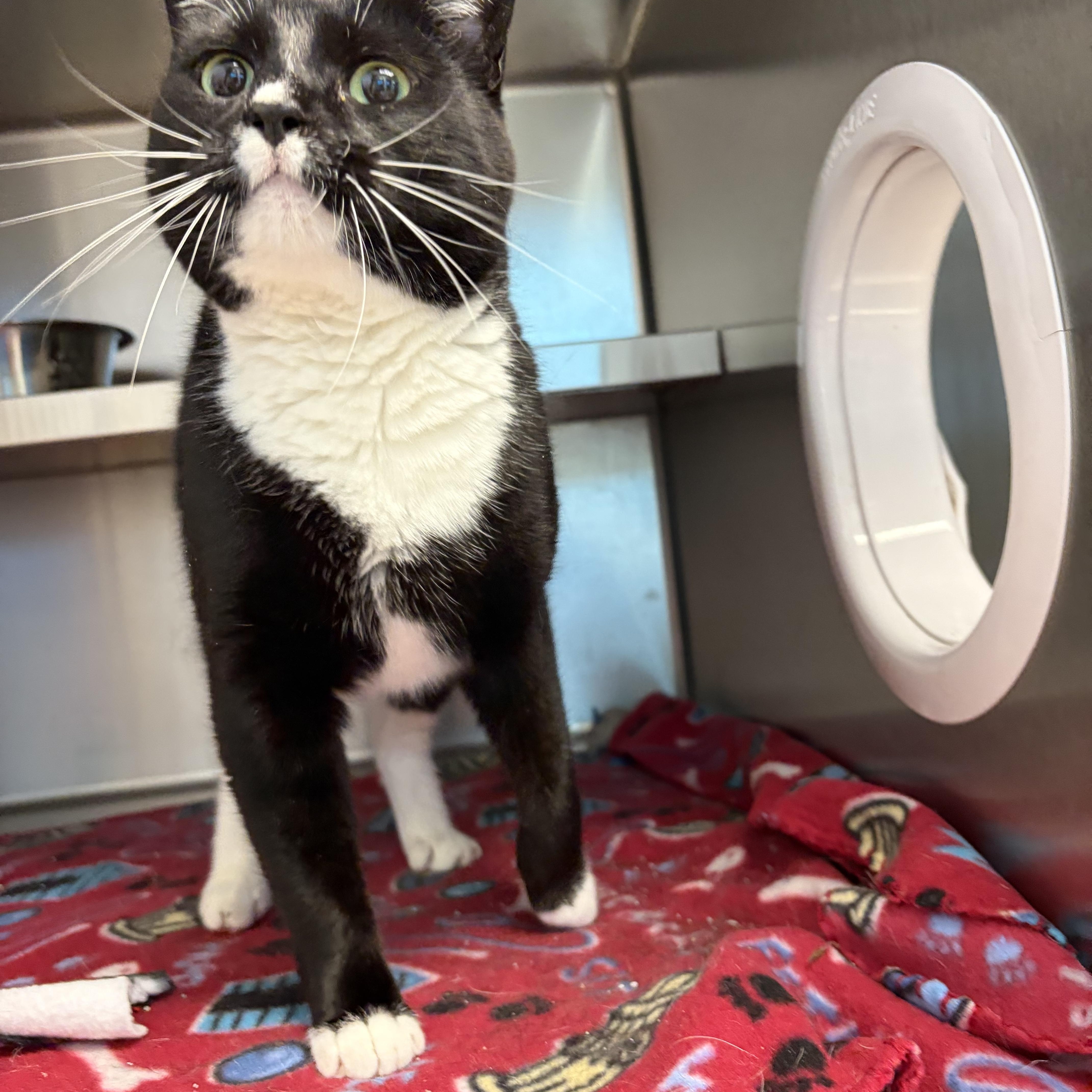 Stella, an adoptable Domestic Short Hair in Liberty, MO image 2/6