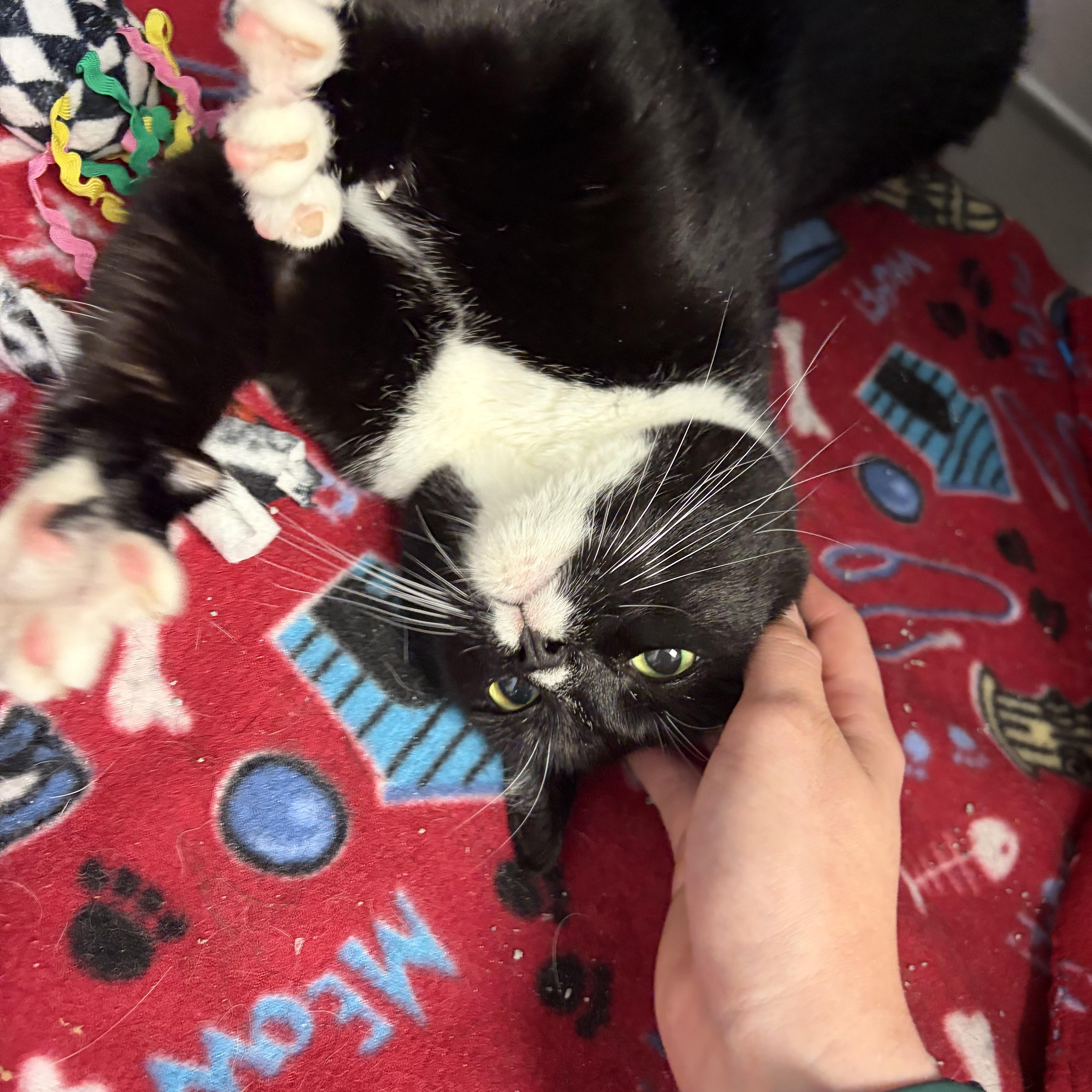 Stella, an adoptable Domestic Short Hair in Liberty, MO image 4/6
