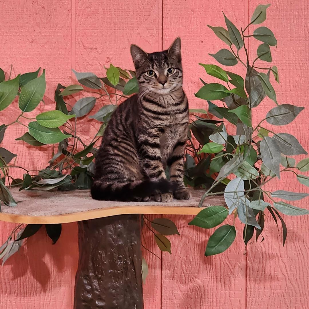 Kia, a Adoptable Domestic Short Hair in Point Pleasant, WV image 1/2