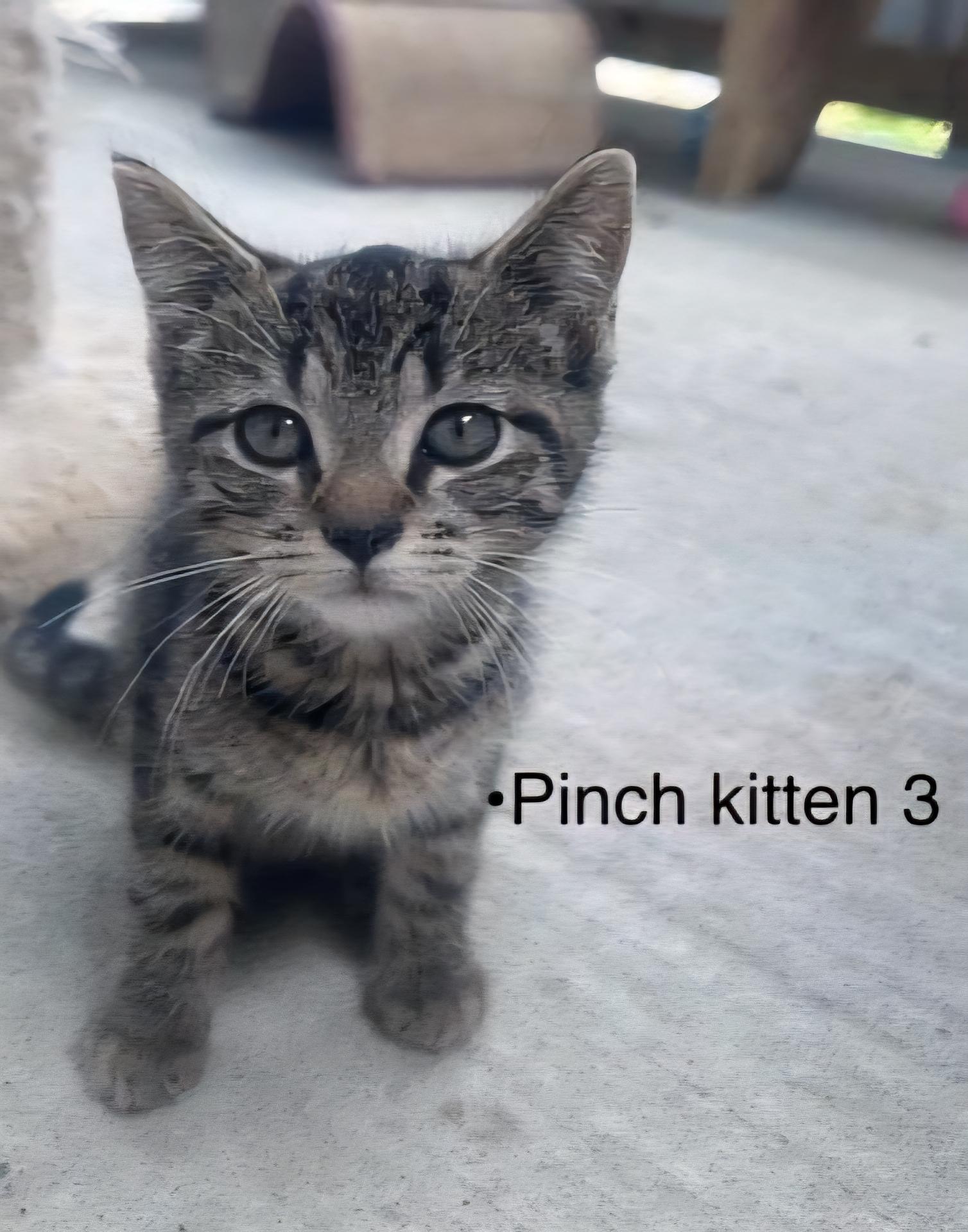 Kia, Adoptable, Young Female Domestic Short Hair.