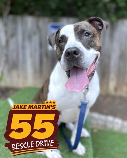 Pinky Promise, a Adoptable mixed breed in Washington, DC image 1/3