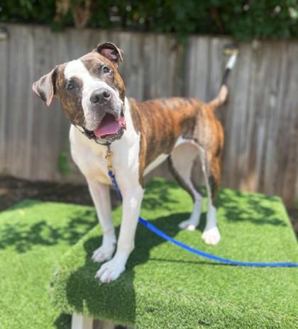 Pinky Promise, a Adoptable mixed breed in Washington, DC image 2/3