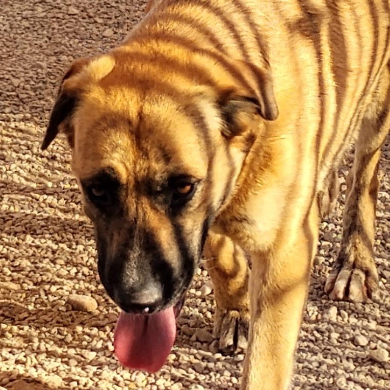Tommy, an adoptable Black Mouth Cur in Parker, AZ, 85344 | Photo Image 2