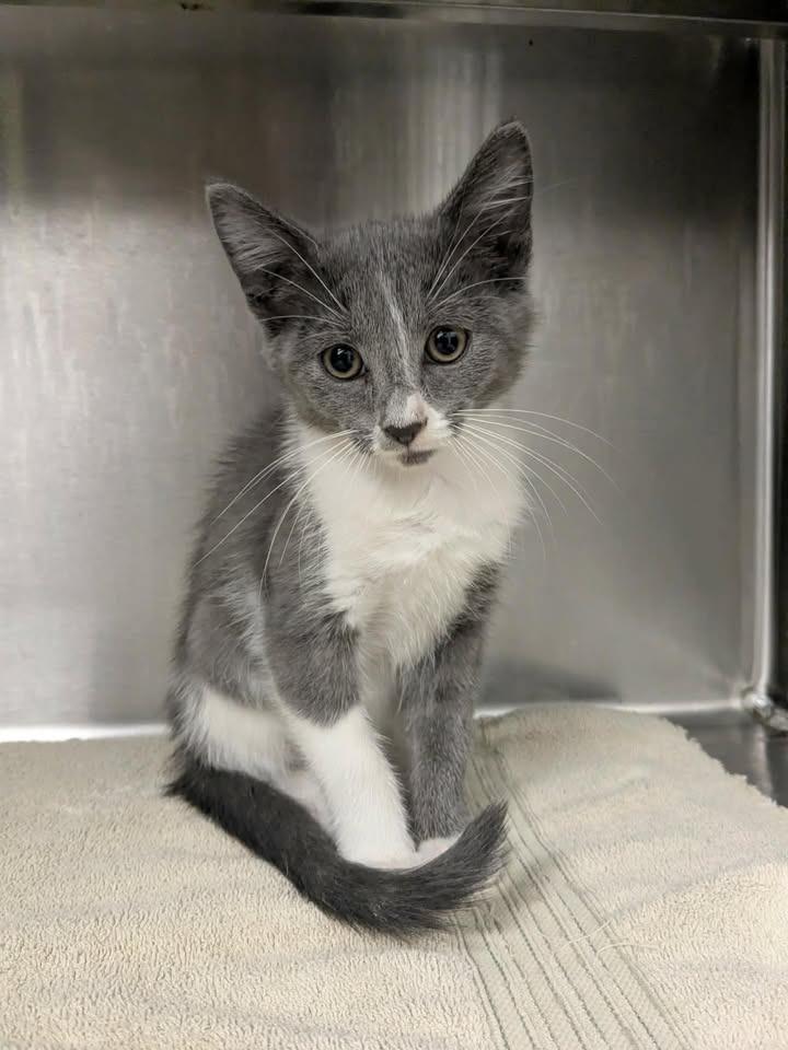 Cloudberry, Adopted, Kitten Female Domestic Short Hair.