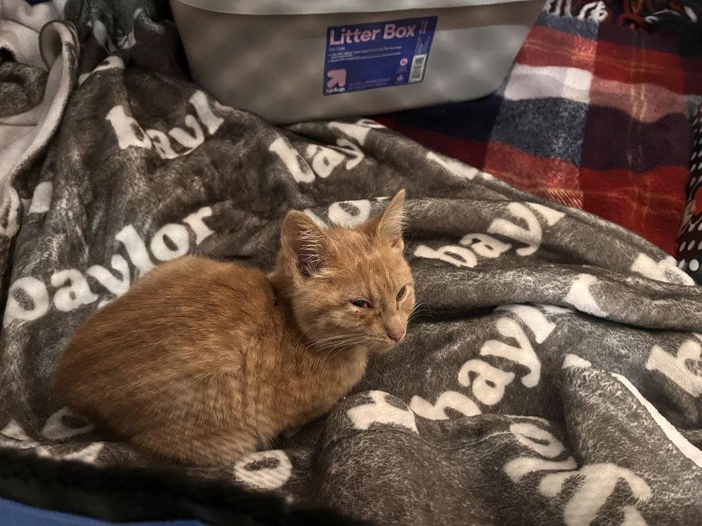 Enlarge Remy 14885BZ, a Adoptable Domestic Short Hair in O'Fallon, MO image 1/3