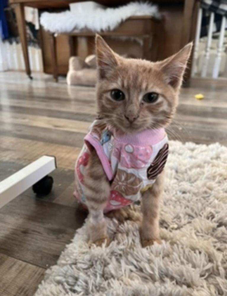 Enlarge Remy 14885BZ, a Adoptable Domestic Short Hair in O'Fallon, MO image 2/3