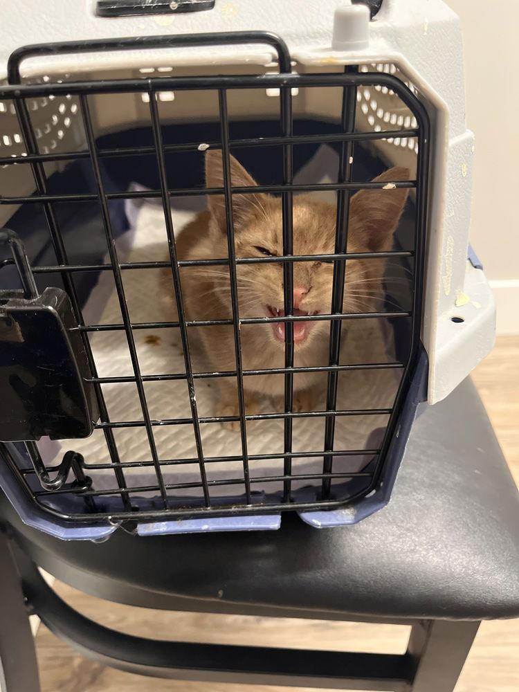 Enlarge Remy 14885BZ, a Adoptable Domestic Short Hair in O'Fallon, MO image 3/3