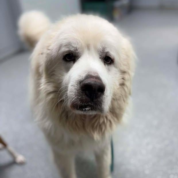 Enlarge Leo, a ADOPTABLE Great Pyrenees in Bardstown, KY image 6/6