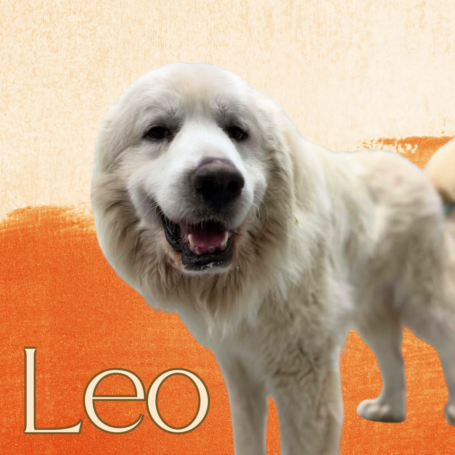 Leo, ADOPTABLE, Adult Male Great Pyrenees.