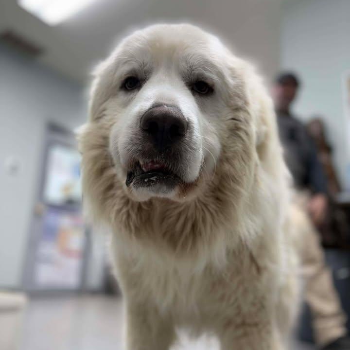 Enlarge Leo, a ADOPTABLE Great Pyrenees in Bardstown, KY image 5/6