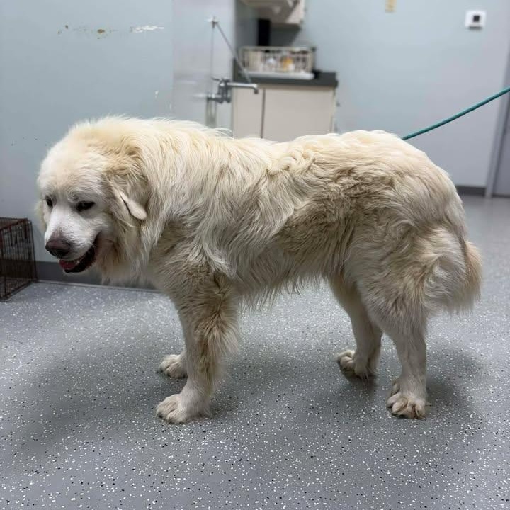 Enlarge Leo, a ADOPTABLE Great Pyrenees in Bardstown, KY image 4/6