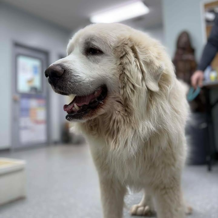 Enlarge Leo, a ADOPTABLE Great Pyrenees in Bardstown, KY image 3/6