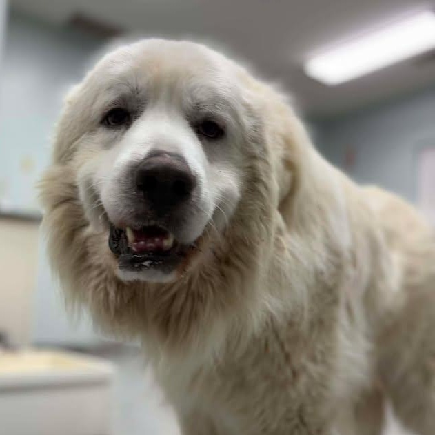 Enlarge Leo, a ADOPTABLE Great Pyrenees in Bardstown, KY image 2/6