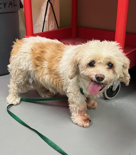 Norma Jean, adopted, Senior Female Havanese.