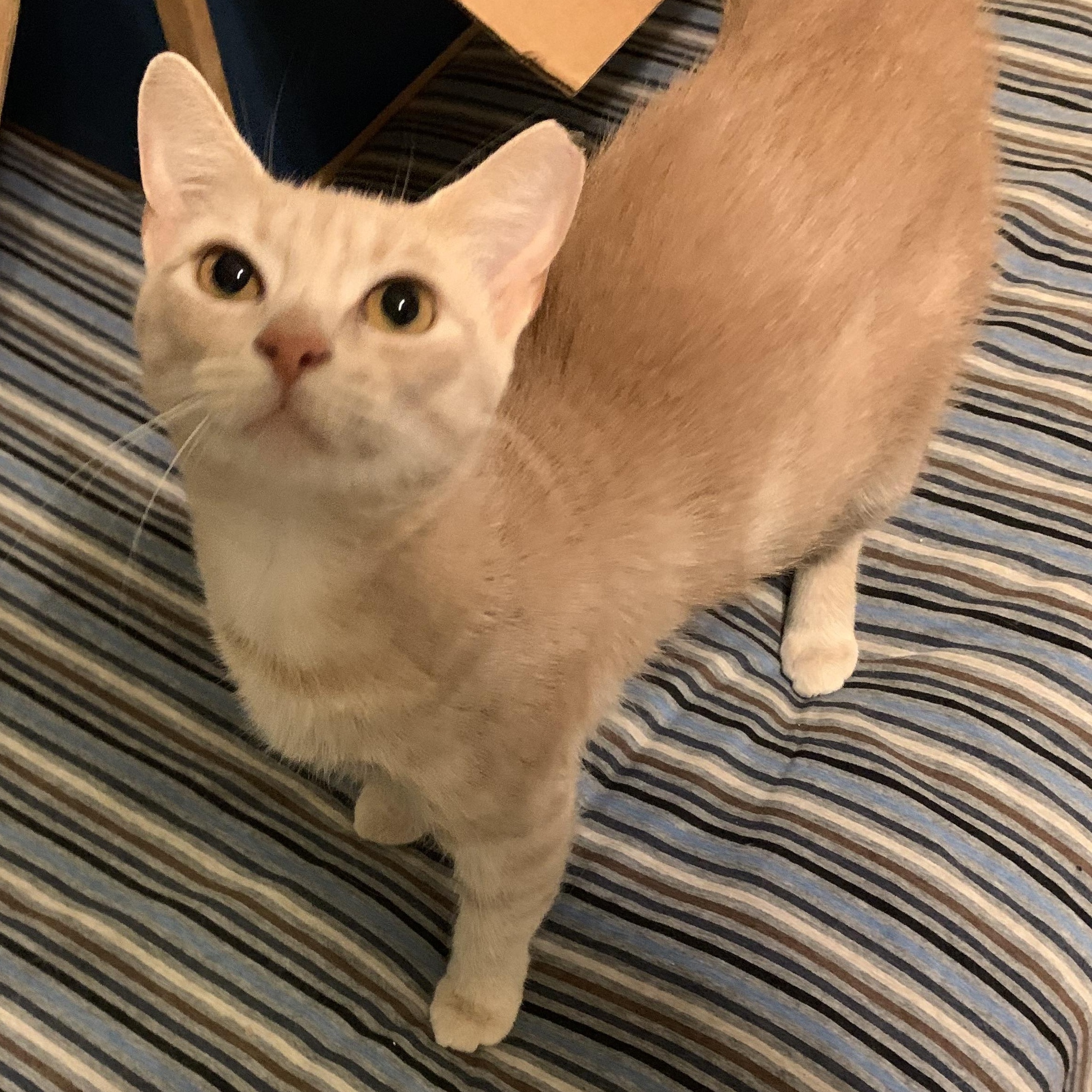 Enlarge Myrtle , a ADOPTABLE Domestic Short Hair in Columbus , OH image 3/4