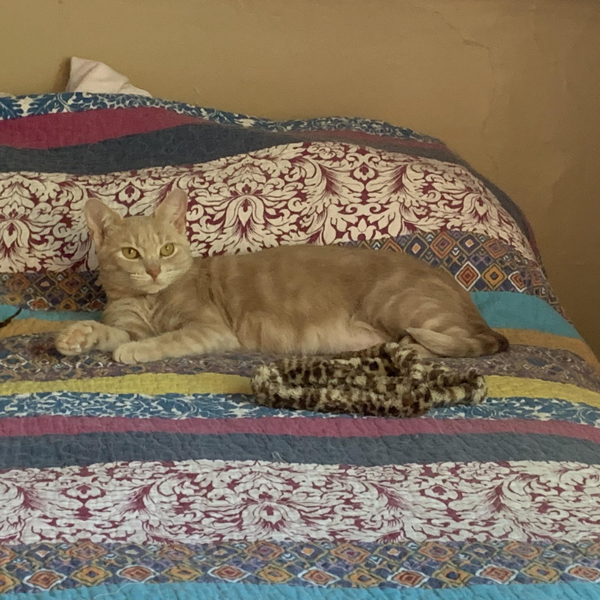 Enlarge Myrtle , a ADOPTABLE Domestic Short Hair in Columbus , OH image 2/4