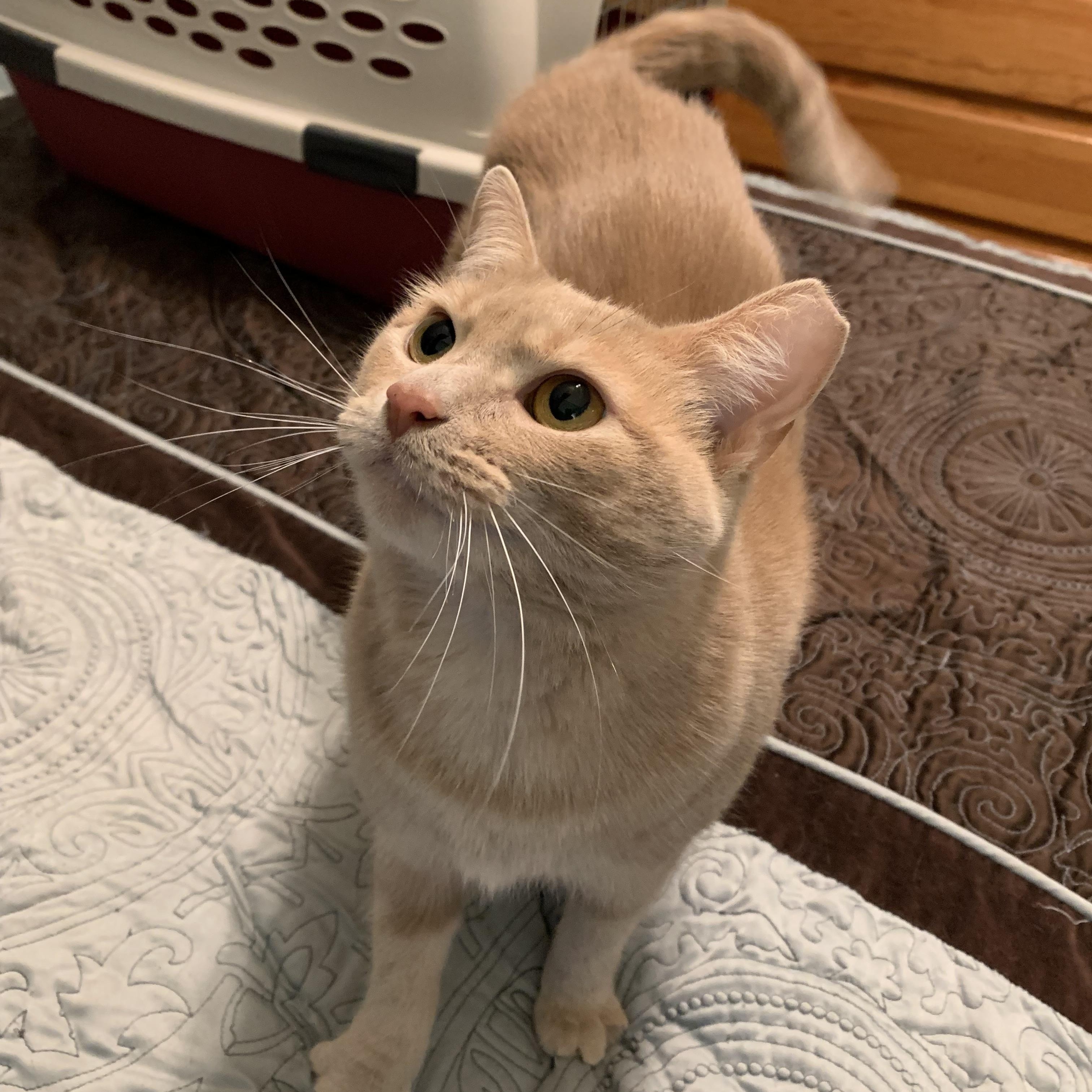 Enlarge Myrtle , a ADOPTABLE Domestic Short Hair in Columbus , OH image 4/4