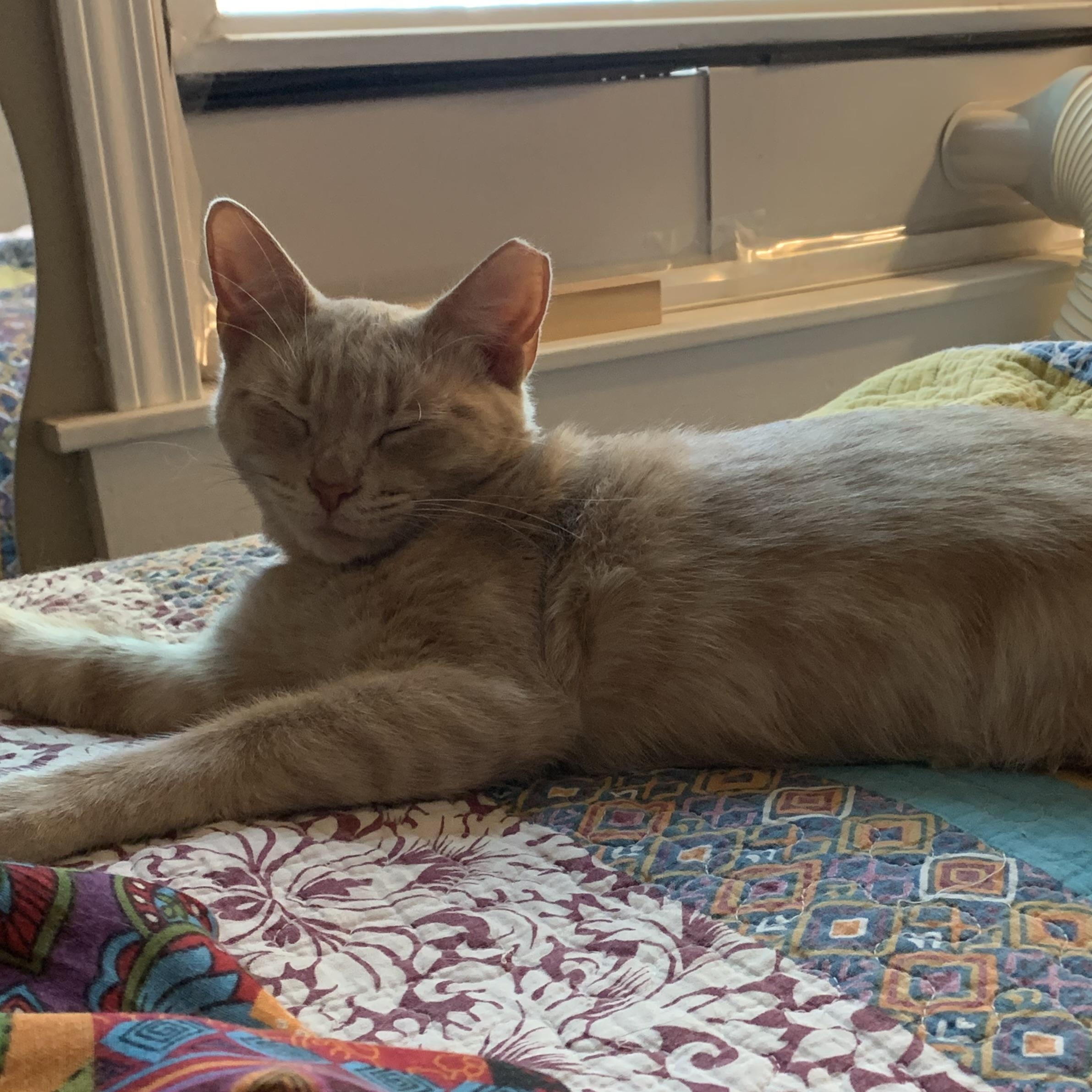Myrtle , ADOPTABLE, Young Female Domestic Short Hair.