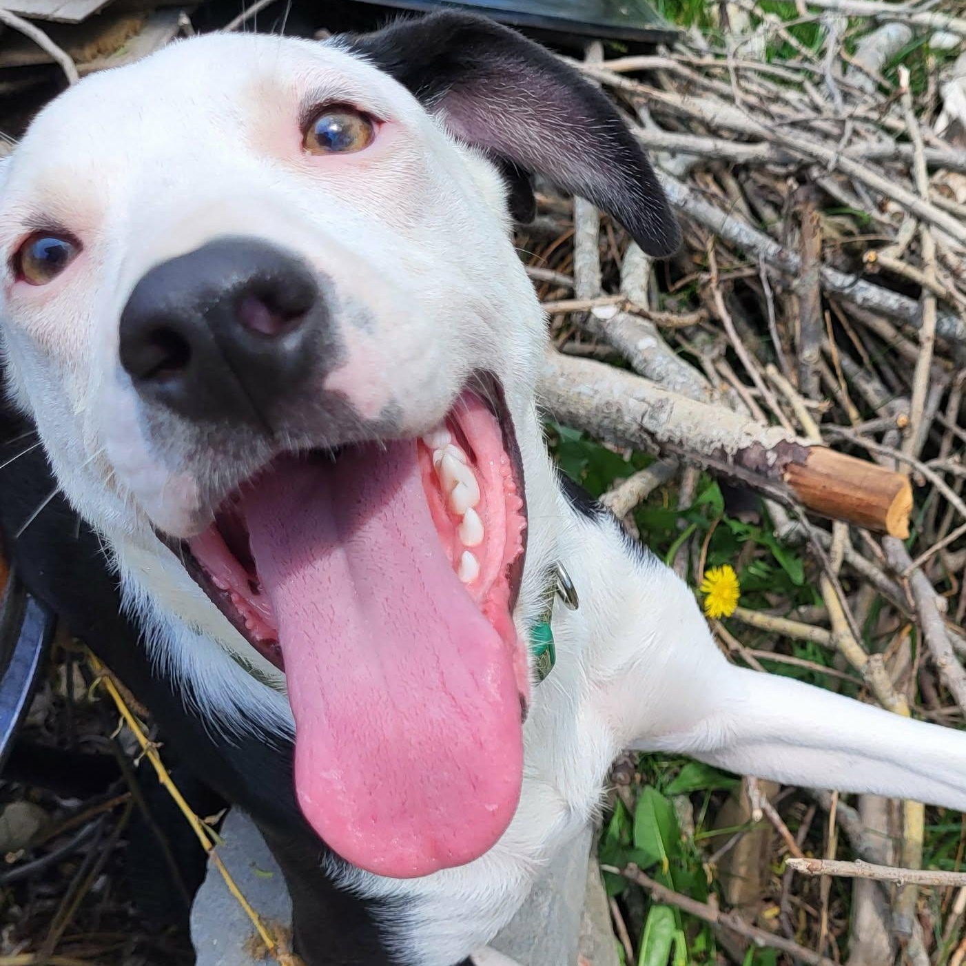 Enlarge Tickles, a ADOPTABLE mixed breed in Woolwich, ME image 6/6