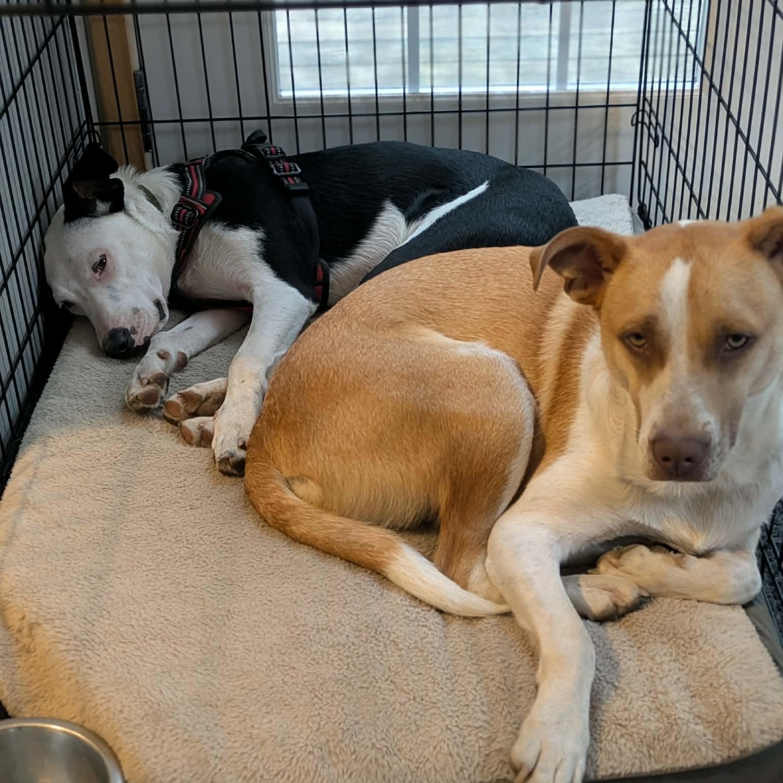 Enlarge Tickles, a ADOPTABLE mixed breed in Woolwich, ME image 3/6