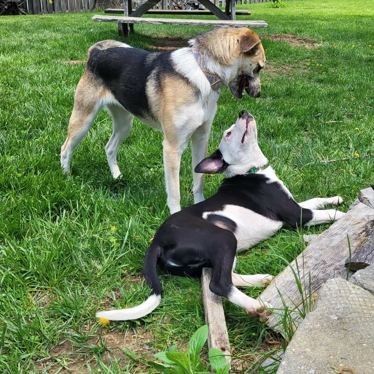Enlarge Tickles, a ADOPTABLE mixed breed in Woolwich, ME image 4/6