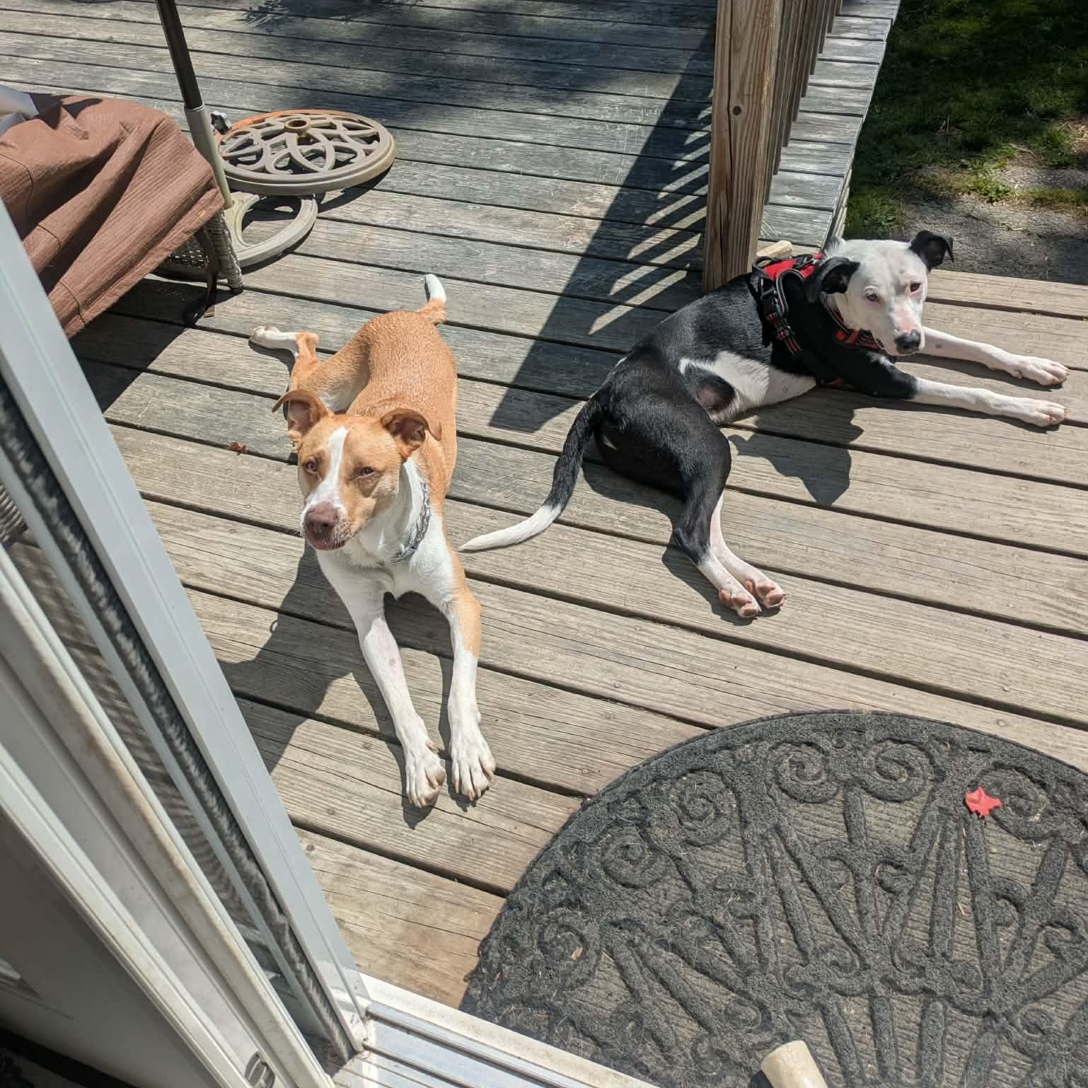 Enlarge Tickles, a ADOPTABLE mixed breed in Woolwich, ME image 5/6
