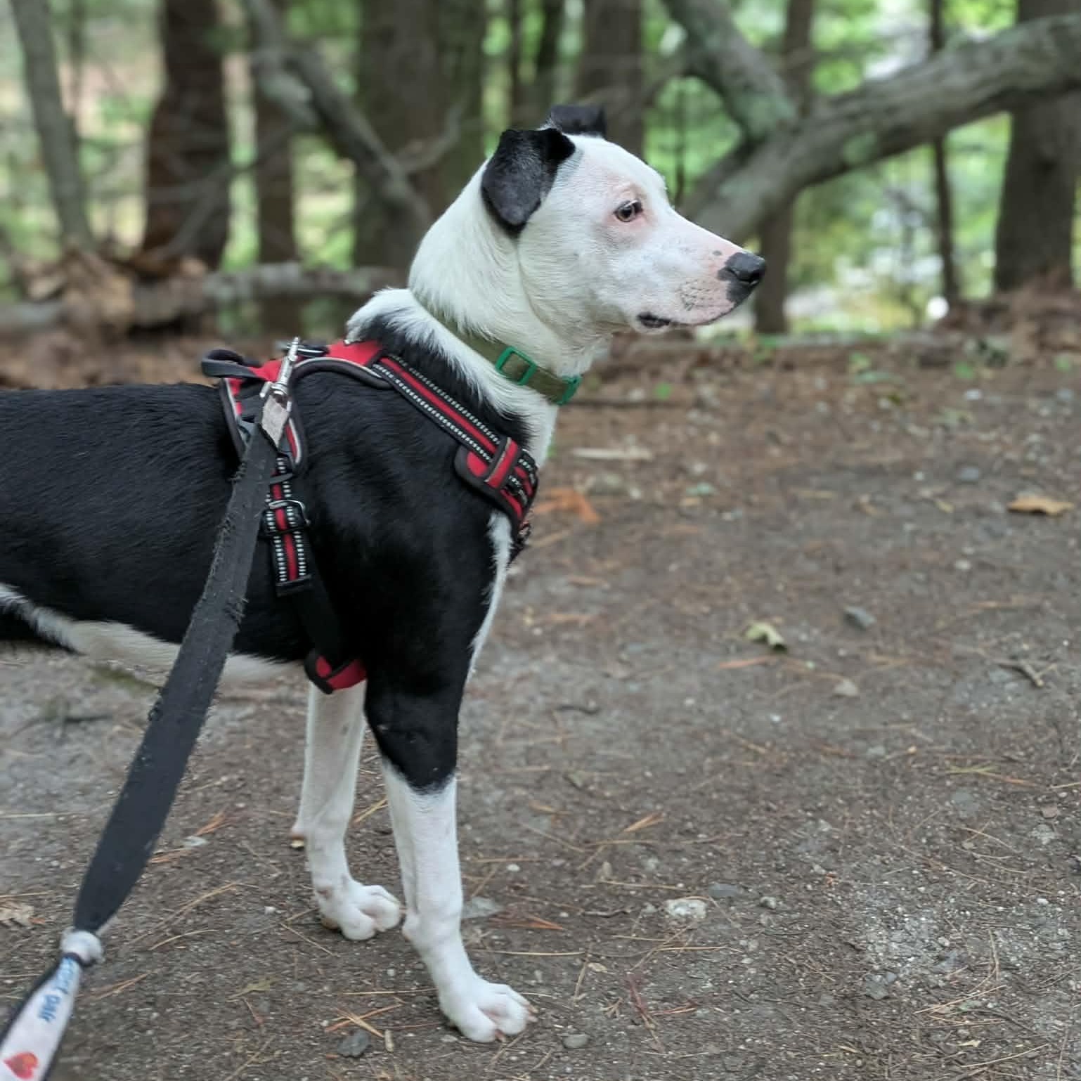 Enlarge Tickles, a ADOPTABLE mixed breed in Woolwich, ME image 6/6
