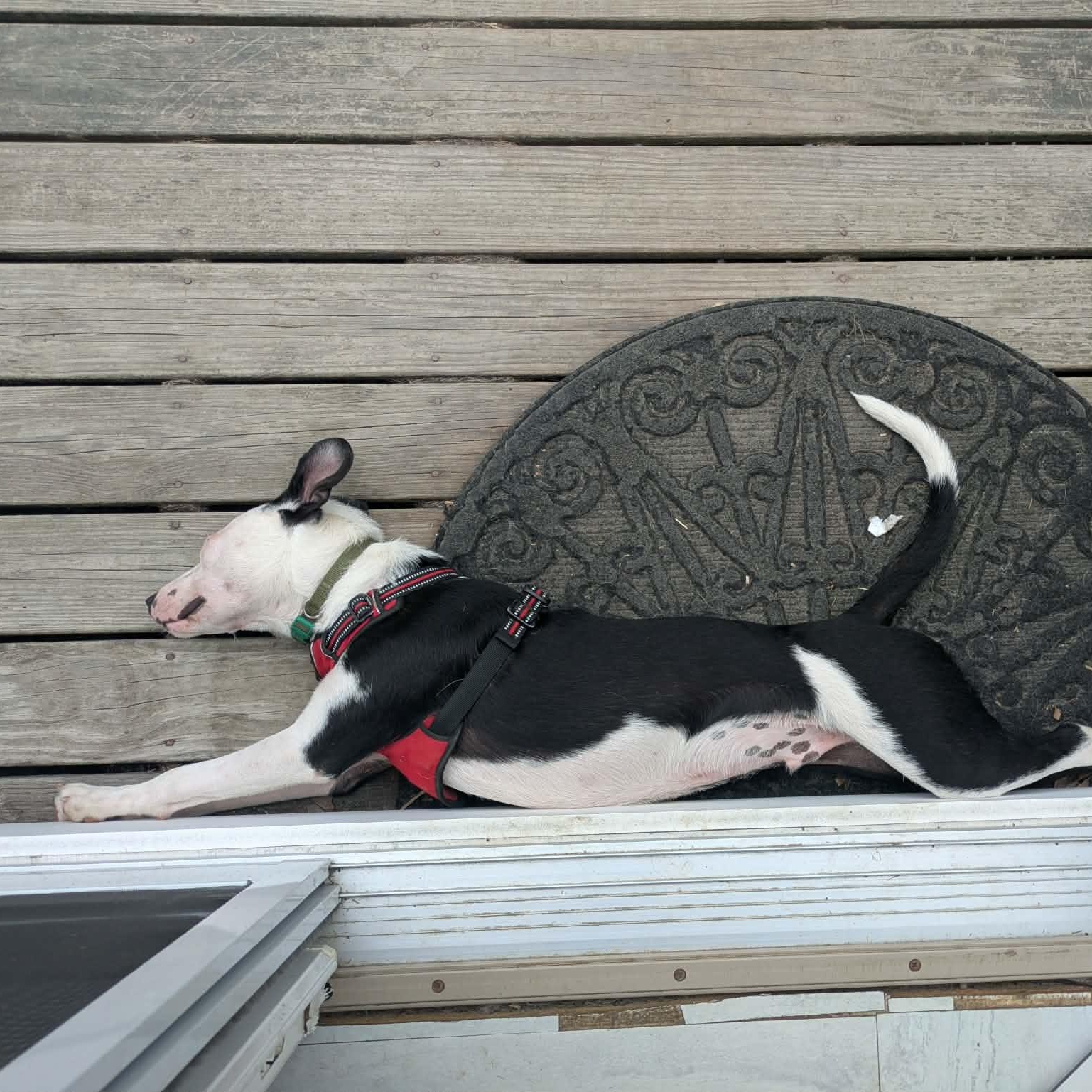 Enlarge Tickles, a ADOPTABLE mixed breed in Woolwich, ME image 2/6
