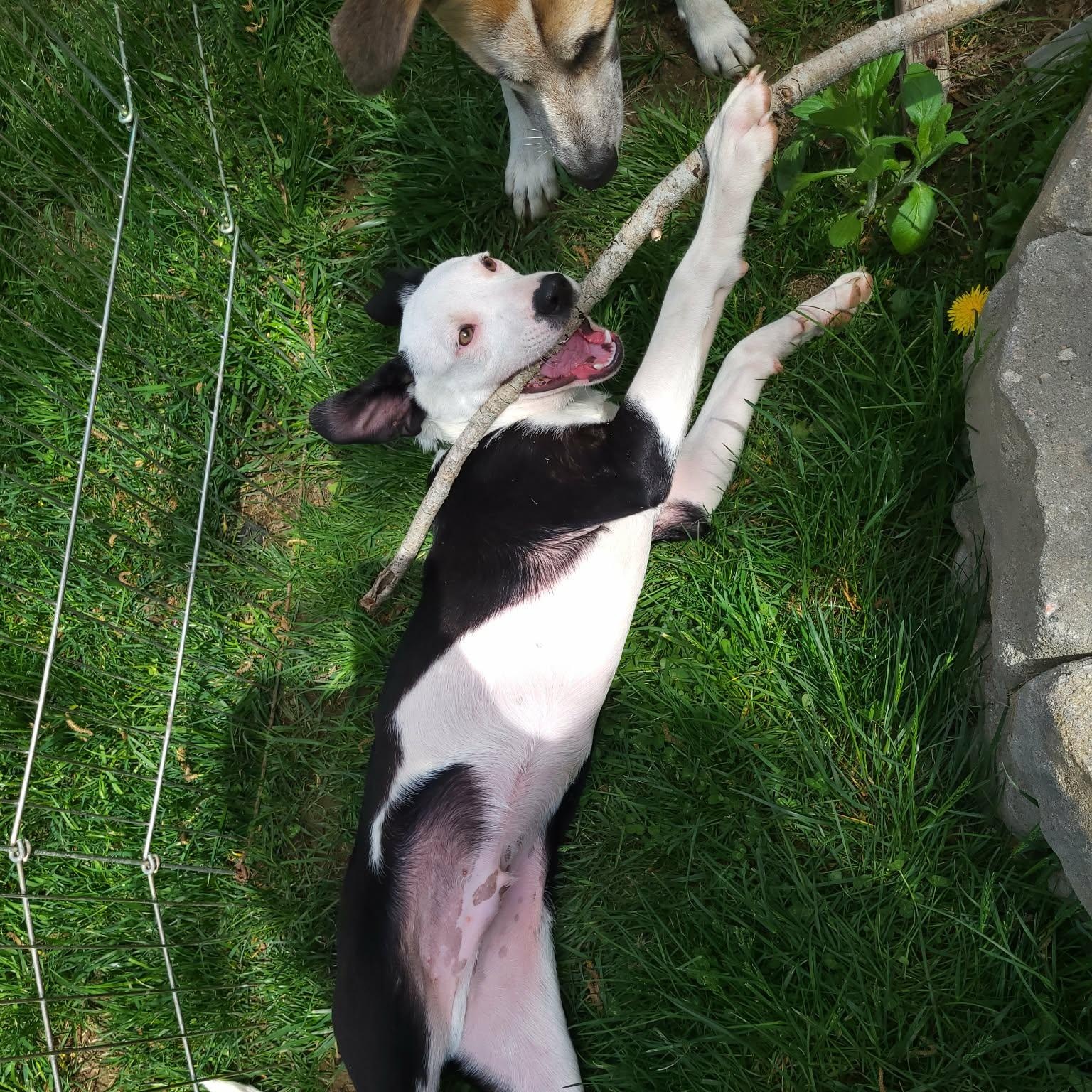 Enlarge Tickles, a ADOPTABLE mixed breed in Woolwich, ME image 3/6
