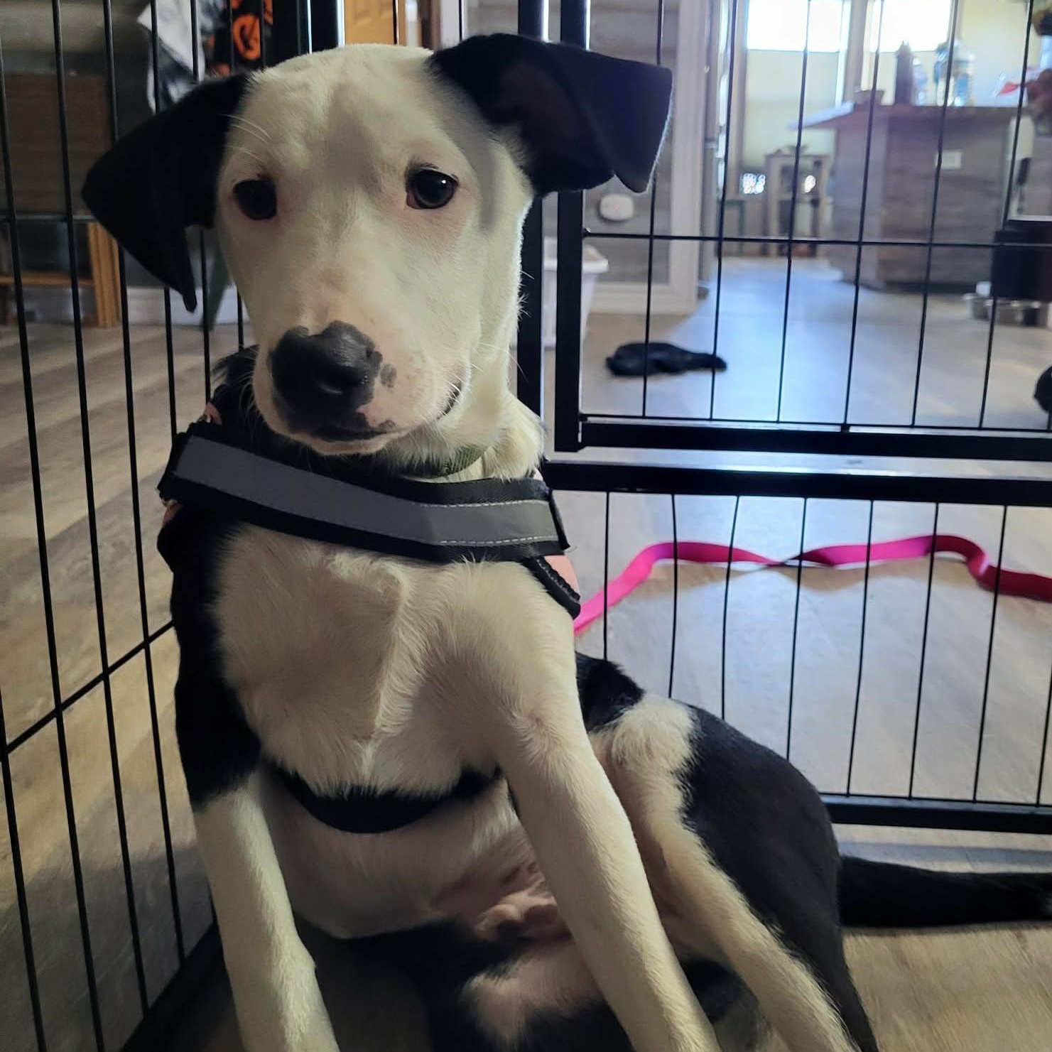 Enlarge Tickles, a ADOPTABLE mixed breed in Woolwich, ME image 5/6