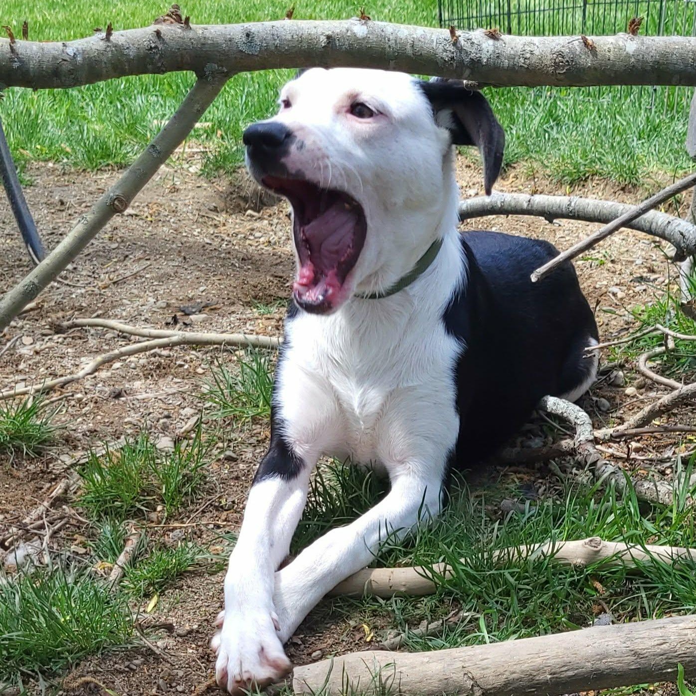 Enlarge Tickles, a ADOPTABLE mixed breed in Woolwich, ME image 2/6