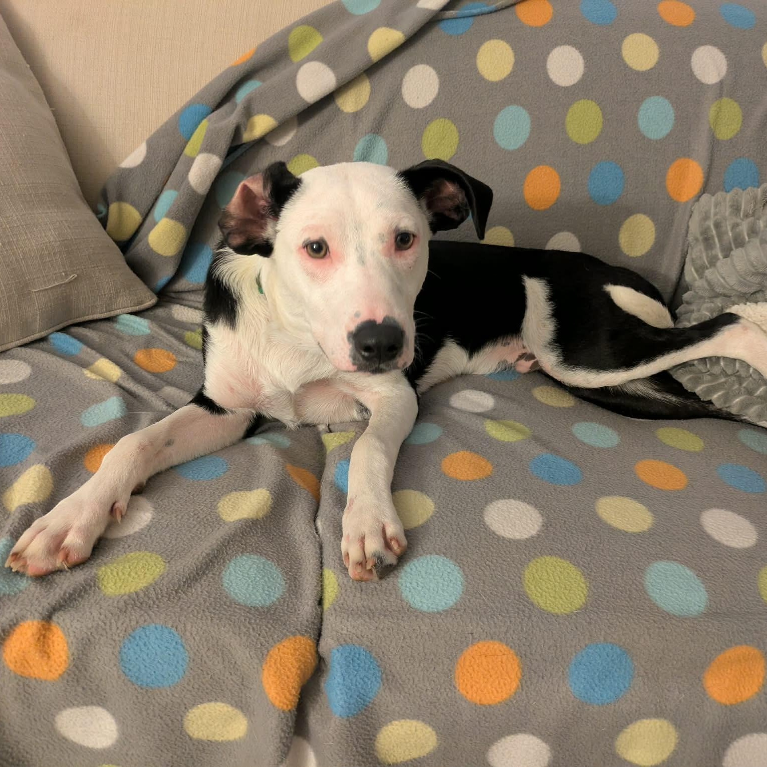 Tickles, ADOPTABLE, Young Male Border Collie.
