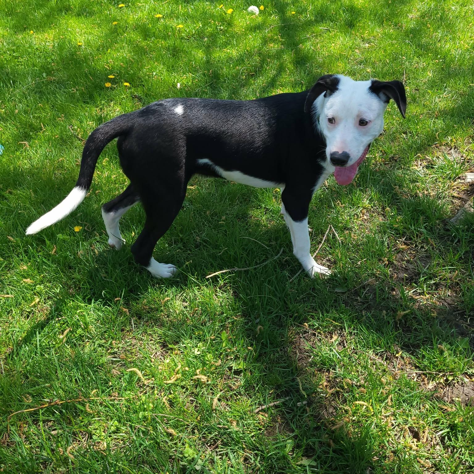 Tickles, ADOPTABLE, Young Male Border Collie.