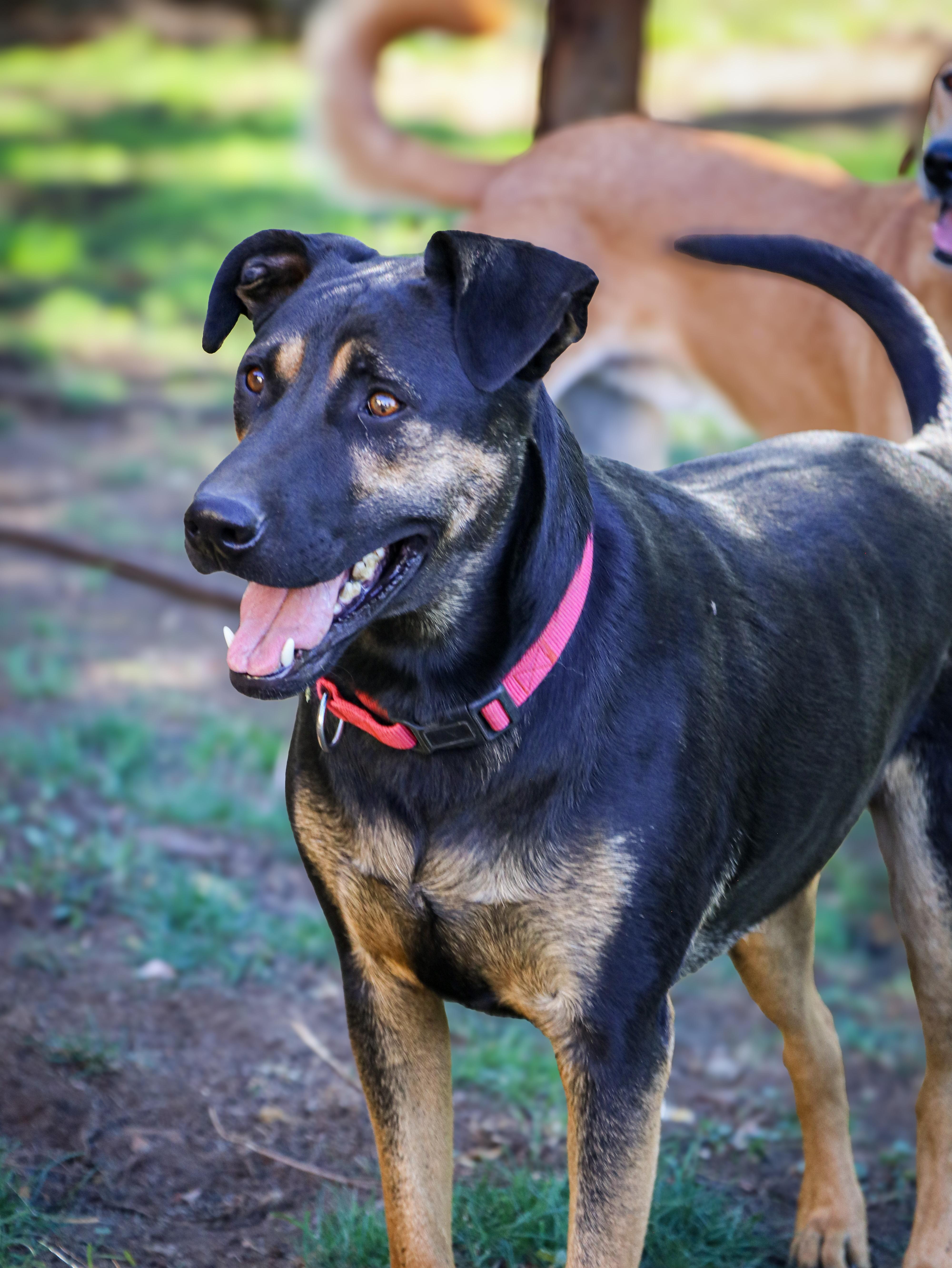Enlarge Pacha, a Adoptable mixed breed in Murrieta, CA image 4/6