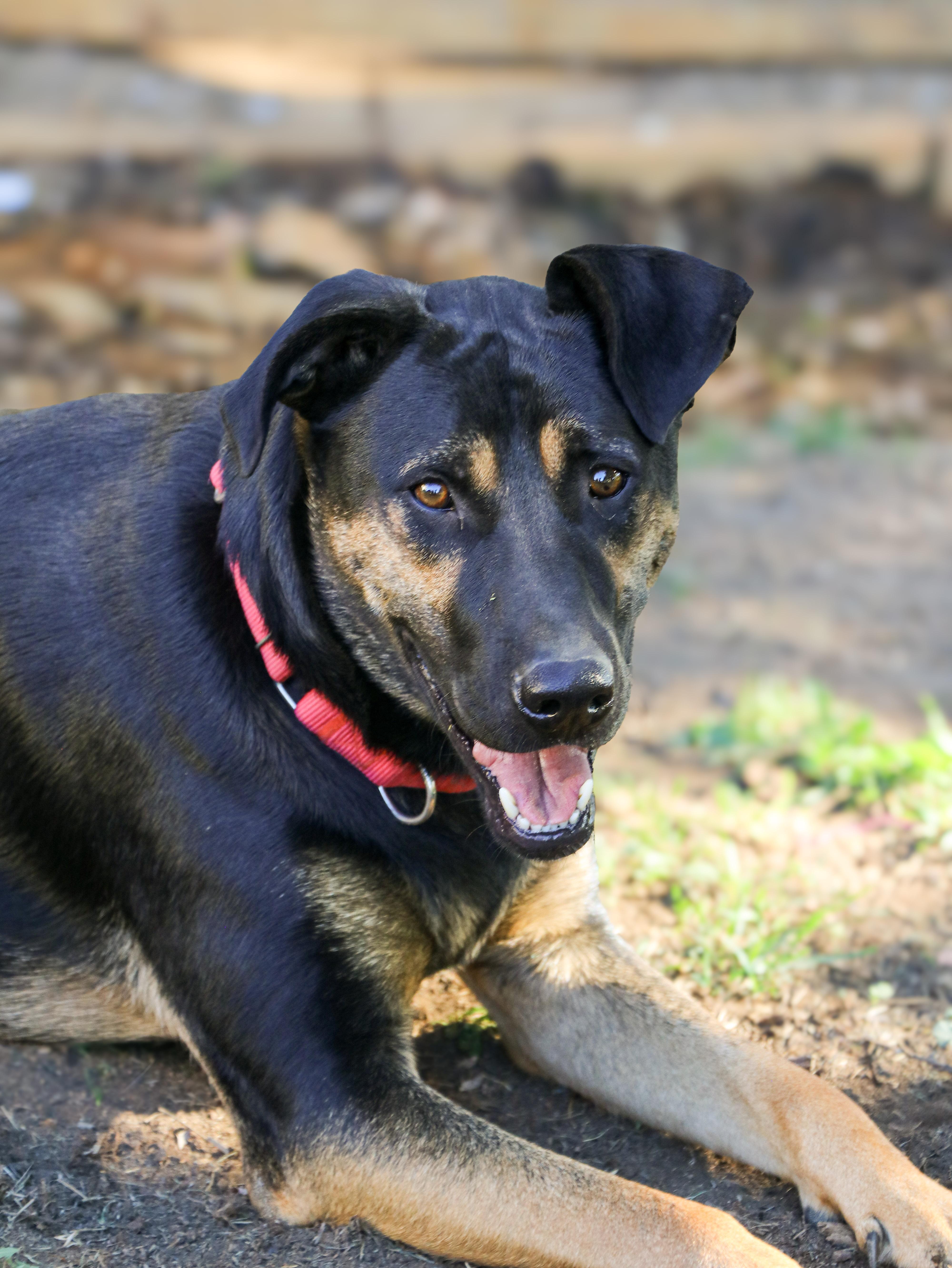Enlarge Pacha, a Adoptable mixed breed in Murrieta, CA image 1/6