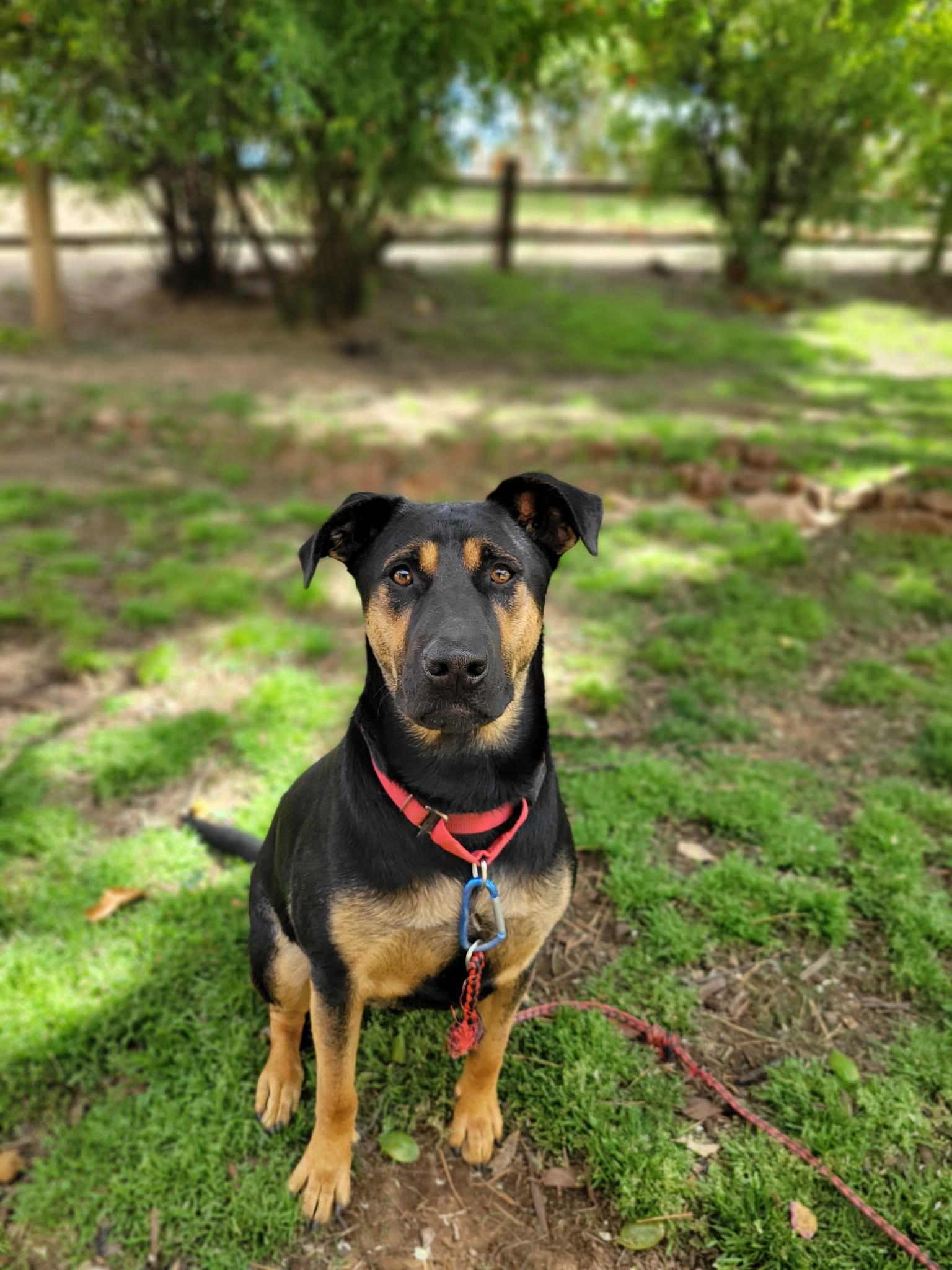 Enlarge Pacha, a Adoptable mixed breed in Temecula, CA image 5/6