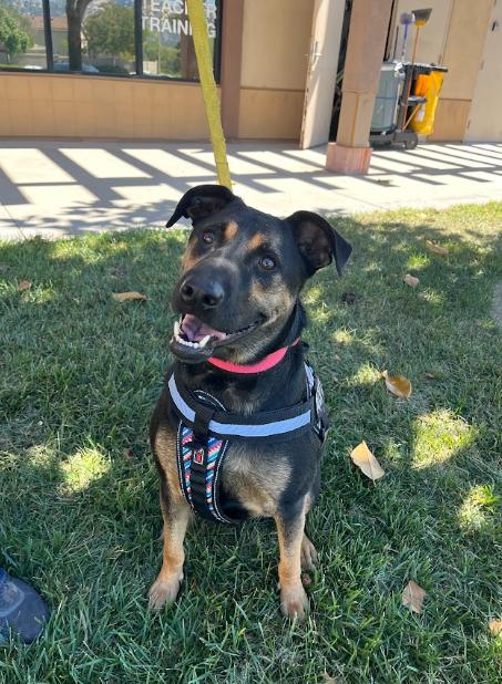 Enlarge Pacha, a Adoptable mixed breed in Murrieta, CA image 5/6