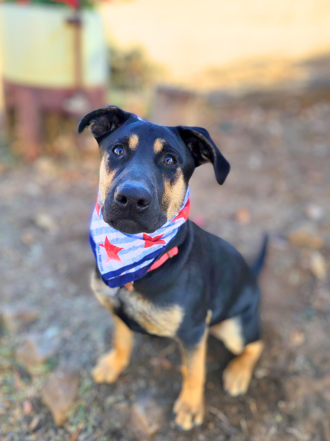 Enlarge Pacha, a Adoptable mixed breed in Temecula, CA image 6/6