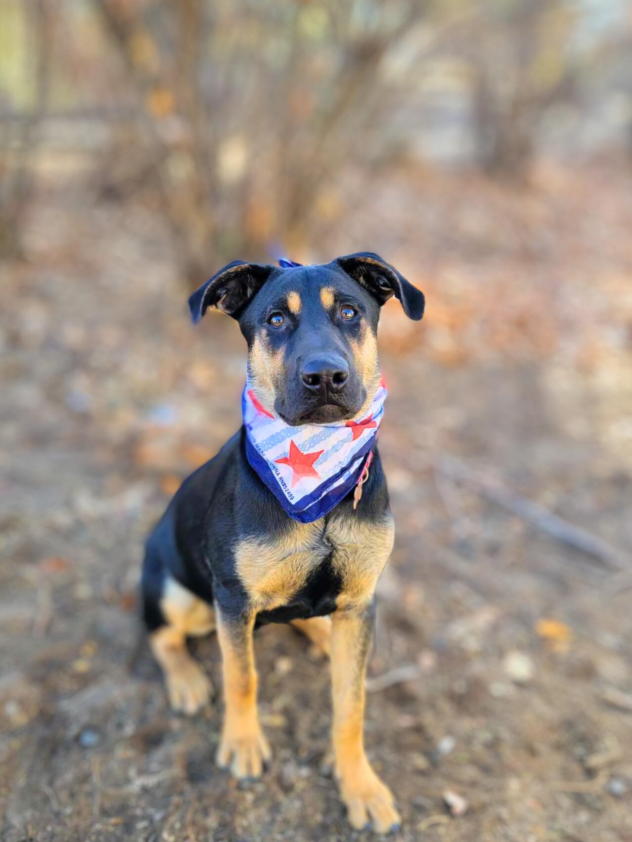 Enlarge Pacha, a Adoptable mixed breed in Temecula, CA image 3/6