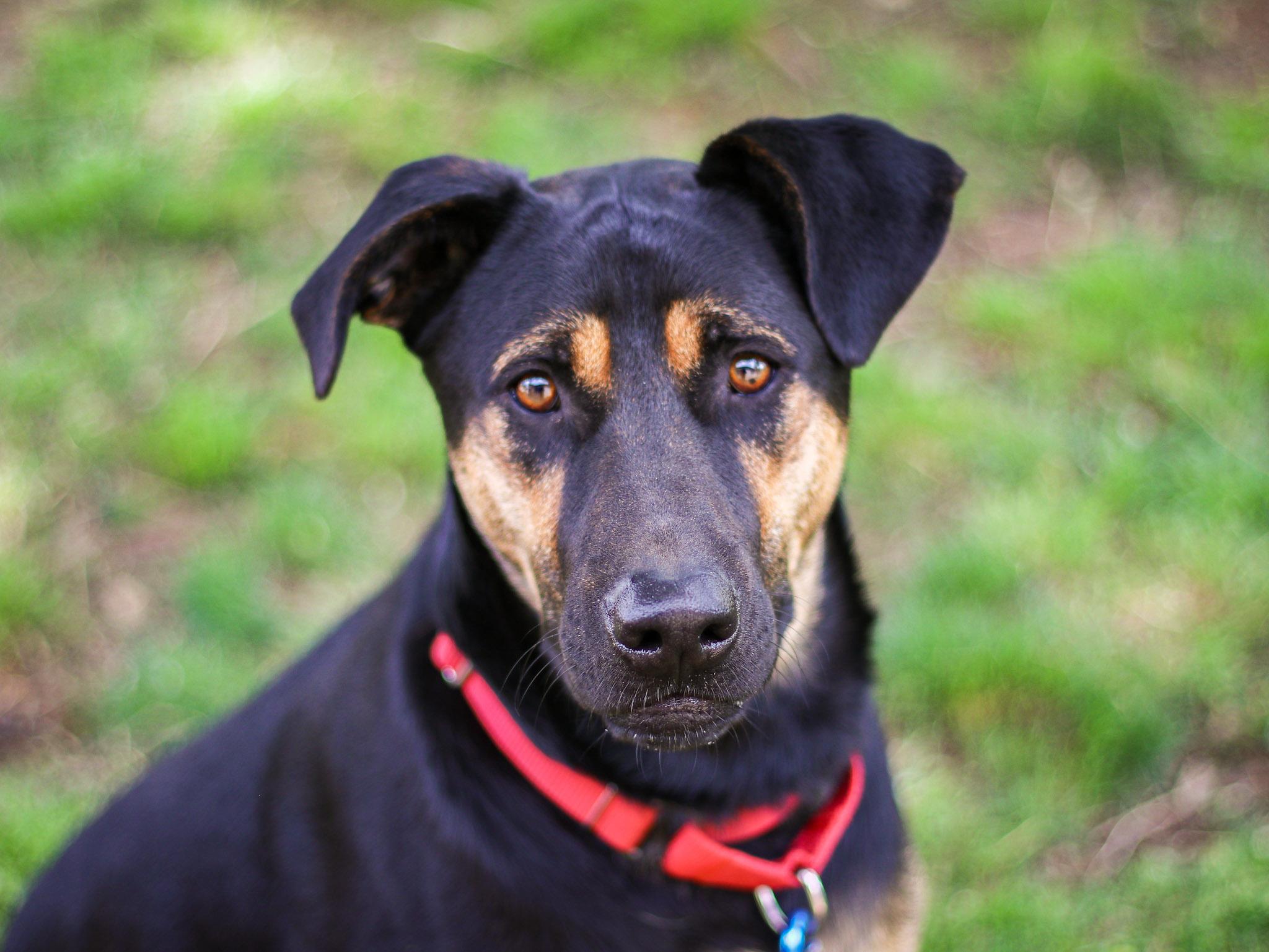 Enlarge Pacha, a Adoptable mixed breed in Temecula, CA image 6/6